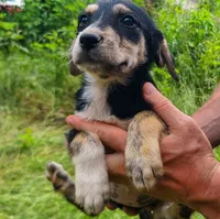Jane, a female Double Doodle for sale in Tallapoosa, GA – 1 of 1