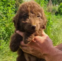 Colt, a male Double Doodle for sale in Tallapoosa, GA – 2 of 2