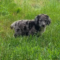 Wilson, a female Double Doodle for sale in Tallapoosa, GA – 2 of 2