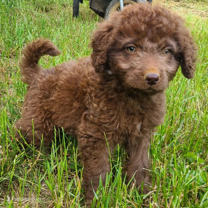 Colt – Double Doodle puppy for sale in Tallapoosa, GA