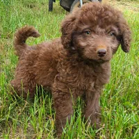 Colt, a male Double Doodle for sale in Tallapoosa, GA – 1 of 2