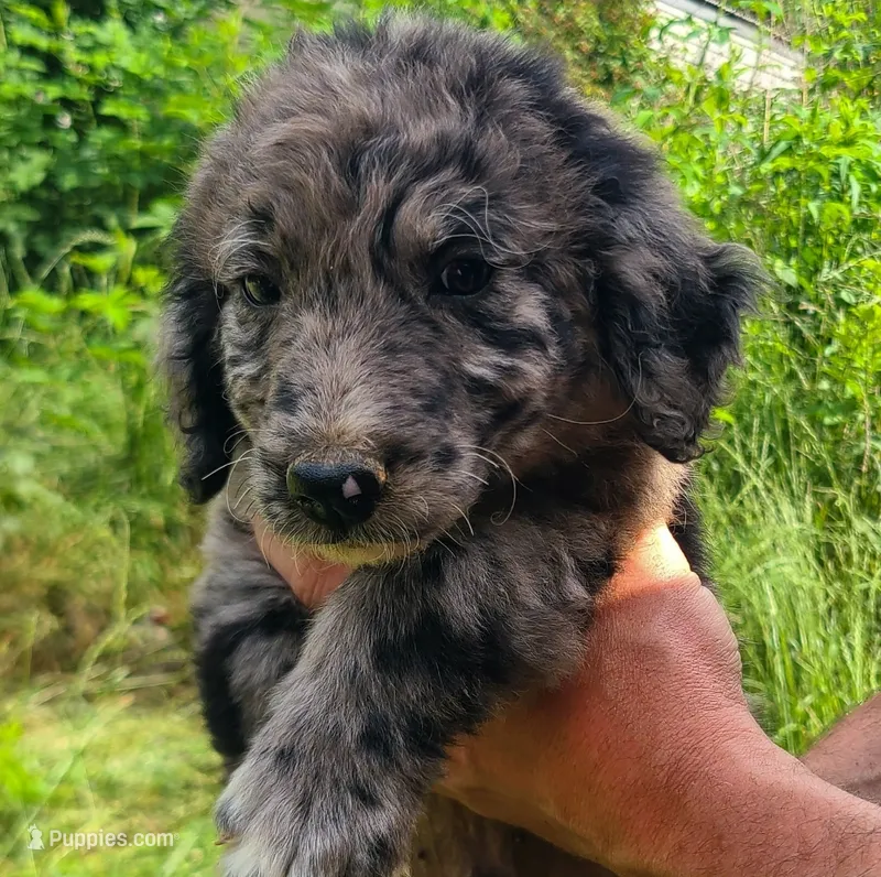 Wilson – Double Doodle puppy for sale in Tallapoosa, GA