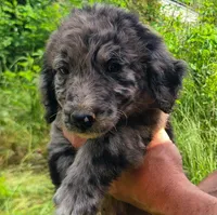 Wilson, a female Double Doodle for sale in Tallapoosa, GA – 1 of 2