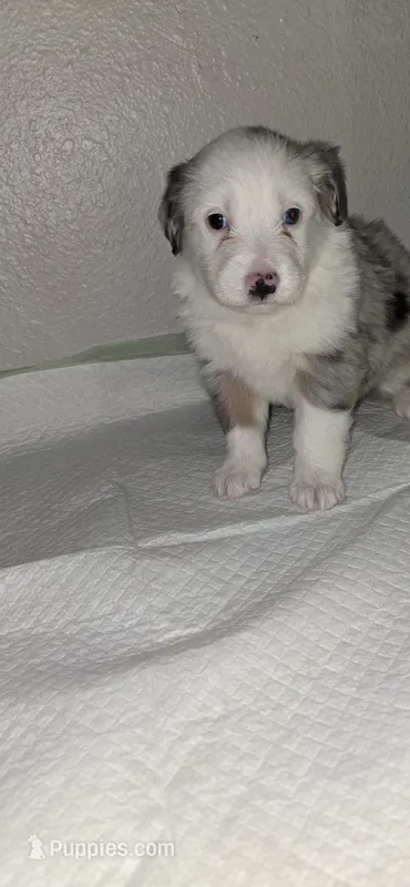 Daisy – Australian Shepherd puppy for sale in Peoria, AZ