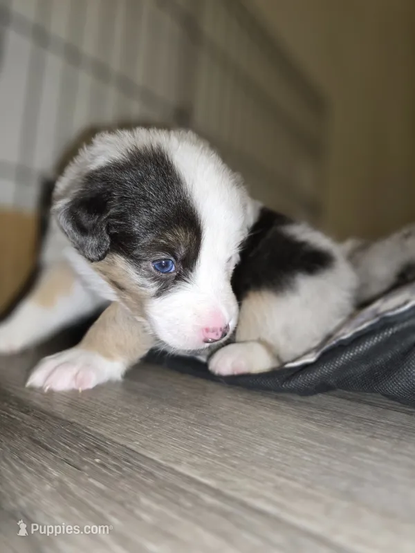 Cowgirl – Australian Shepherd puppy for sale in Peoria, AZ