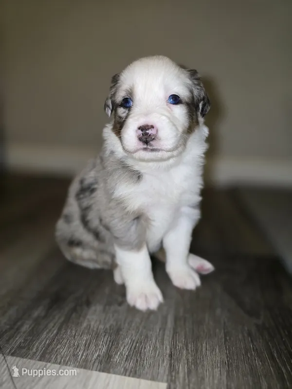 Stormi – Australian Shepherd puppy for sale in Peoria, AZ