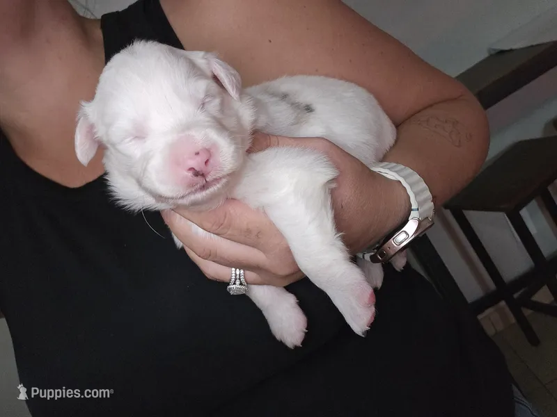 Asher – Australian Shepherd puppy for sale in Peoria, AZ