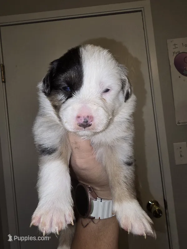 Cowgirl – Australian Shepherd puppy for sale in Peoria, AZ
