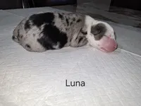Luna, a female Australian Shepherd for sale in Peoria, AZ – 1 of 3