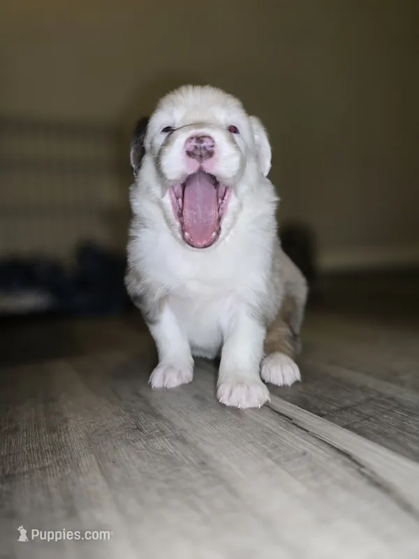 Daisy – Australian Shepherd puppy for sale in Peoria, AZ