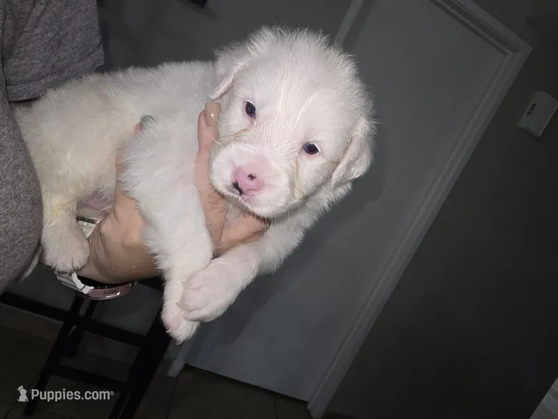 Asher – Australian Shepherd puppy for sale in Peoria, AZ