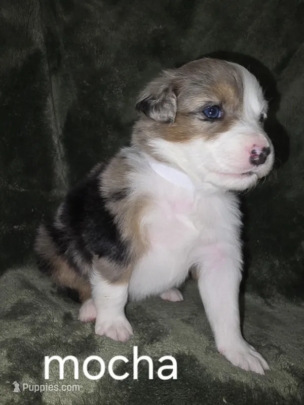 Mocha , a female Australian Shepherd for sale in Peoria, AZ – Photo 1 of 1