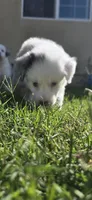 Pebbles, a female Miniature Australian Shepherd for sale in Peoria, AZ – 6 of 7