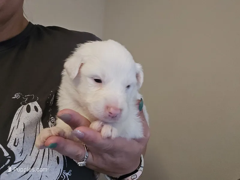 Smokey – Australian Shepherd puppy for sale in Peoria, AZ