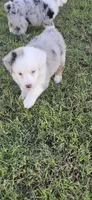 Pebbles, a female Miniature Australian Shepherd for sale in Peoria, AZ – 4 of 7