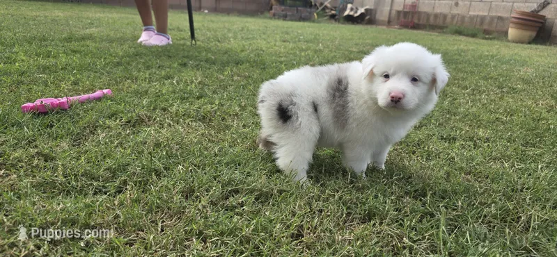 Smokey – Australian Shepherd puppy for sale in Peoria, AZ
