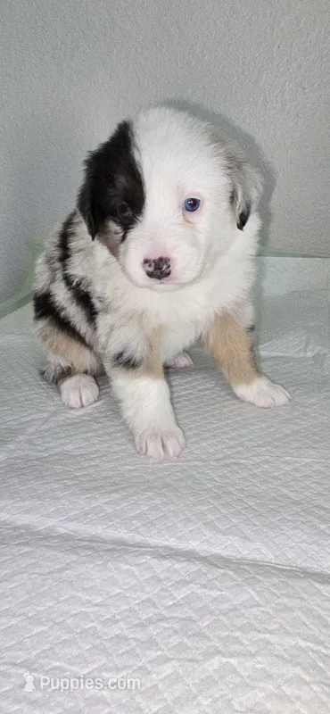 Cowgirl – Australian Shepherd puppy for sale in Peoria, AZ