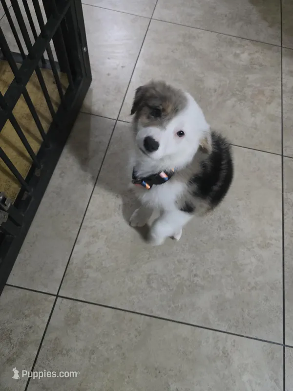 Baby girl  – Miniature Australian Shepherd puppy for sale in Peoria, AZ