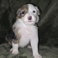 Baby girl , a female Miniature Australian Shepherd for sale in Peoria, AZ – Photo 5 of 7