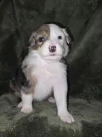 Mocha , a female Miniature Australian Shepherd for sale in Peoria, AZ – Photo 2 of 2