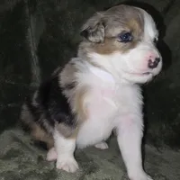 Baby girl , a female Miniature Australian Shepherd for sale in Peoria, AZ – Photo 3 of 7