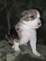 Mocha , a female Miniature Australian Shepherd for sale in Peoria, AZ – Photo 1 of 2