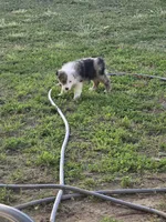 Baby girl , a female Miniature Australian Shepherd for sale in Peoria, AZ – Photo 7 of 7