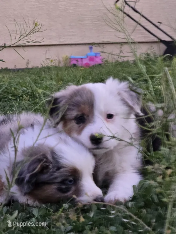 Mocha  – Miniature Australian Shepherd puppy for sale in Peoria, AZ