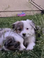 Baby girl , a female Miniature Australian Shepherd for sale in Peoria, AZ – Photo 2 of 7