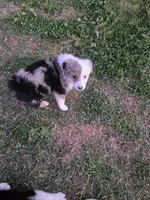 Baby girl , a female Miniature Australian Shepherd for sale in Peoria, AZ – Photo 6 of 7