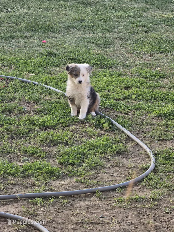 Mocha  – Miniature Australian Shepherd puppy for sale in Peoria, AZ