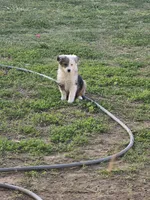 Baby girl , a female Miniature Australian Shepherd for sale in Peoria, AZ – Photo 1 of 7