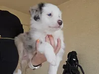 Pebbles, a female Miniature Australian Shepherd for sale in Peoria, AZ – 3 of 7