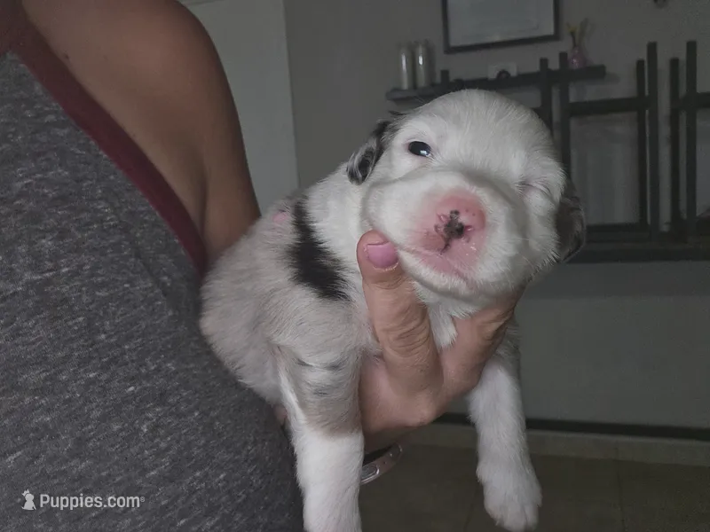 Daisy – Australian Shepherd puppy for sale in Peoria, AZ