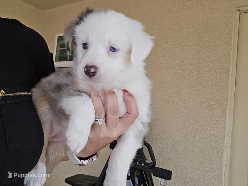 Pebbles – Miniature Australian Shepherd puppy for sale in Peoria, AZ