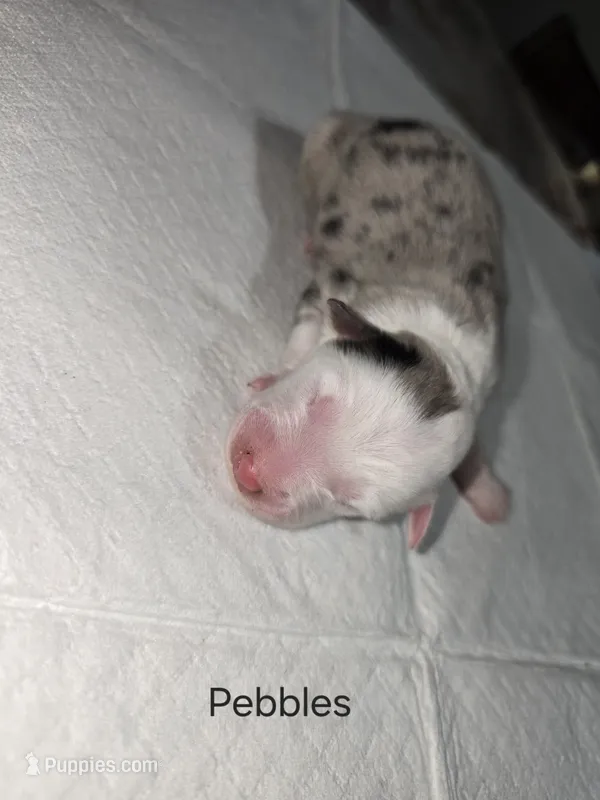 Pebbles – Australian Shepherd puppy for sale in Peoria, AZ