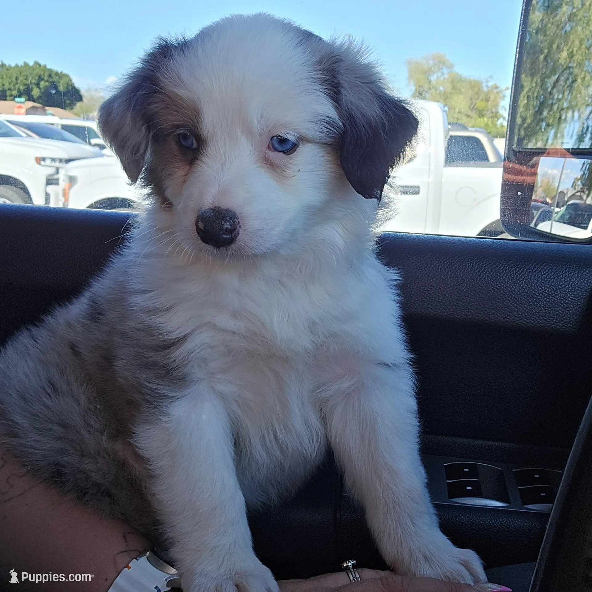 Beethoven – Australian Shepherd puppy for sale in Peoria, AZ
