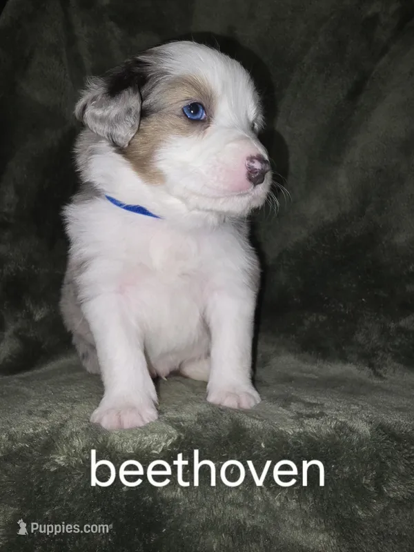 Beethoven