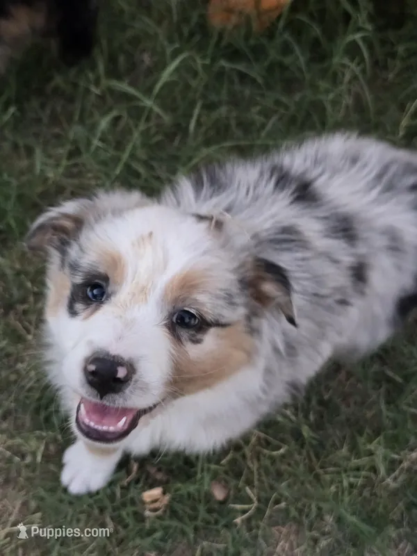 Chica – Australian Shepherd puppy for sale in Peoria, AZ