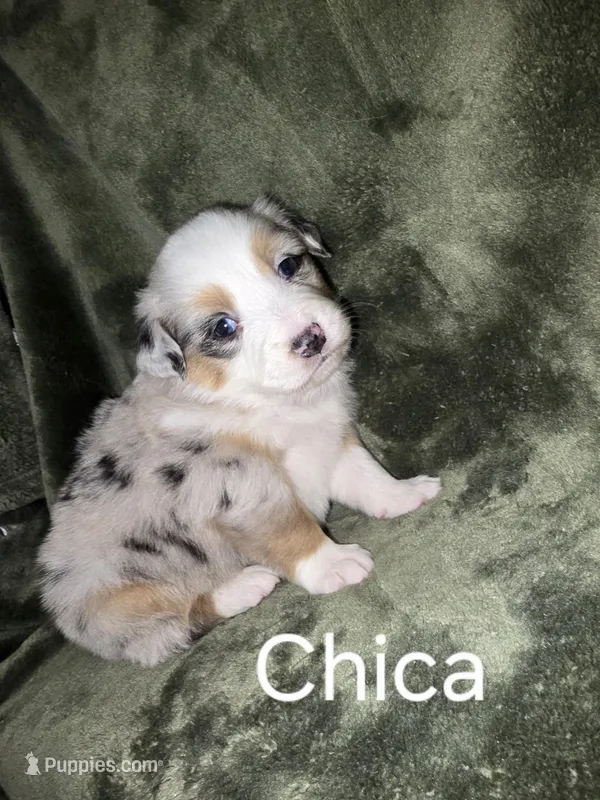 Chica