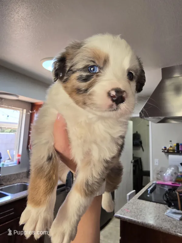 Chica – Australian Shepherd puppy for sale in Peoria, AZ