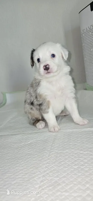 Pebbles – Australian Shepherd puppy for sale in Peoria, AZ