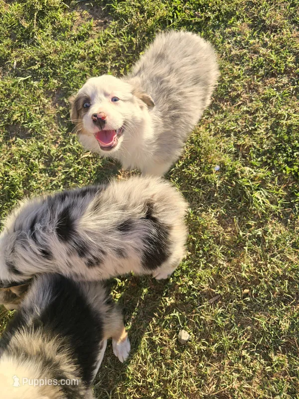 Layla – Australian Shepherd puppy on hold in Peoria, AZ