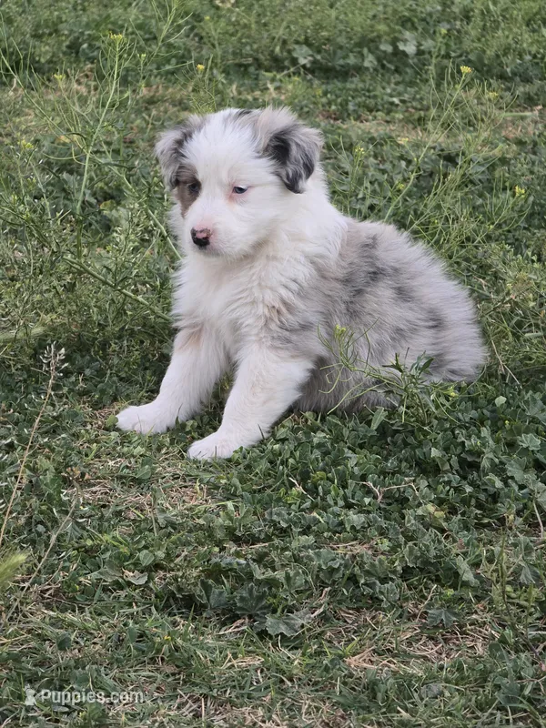 Layla – Australian Shepherd puppy for sale in Peoria, AZ