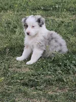 Layla, a female Australian Shepherd for sale in Peoria, AZ – Photo 6 of 6