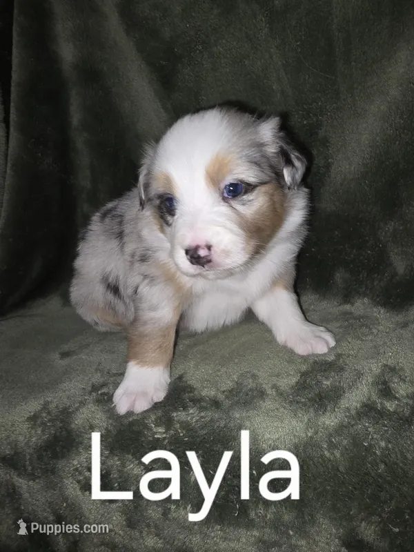 Layla, a female Australian Shepherd for sale in Peoria, AZ – Photo 1 of 1
