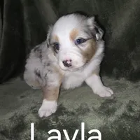 Layla, a female Australian Shepherd for sale in Peoria, AZ – Photo 4 of 6