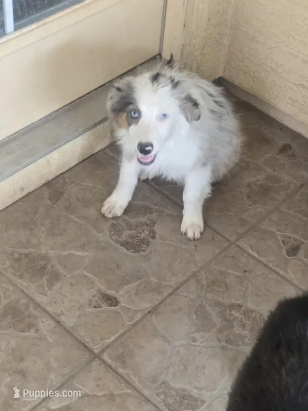 Layla – Australian Shepherd puppy for sale in Peoria, AZ
