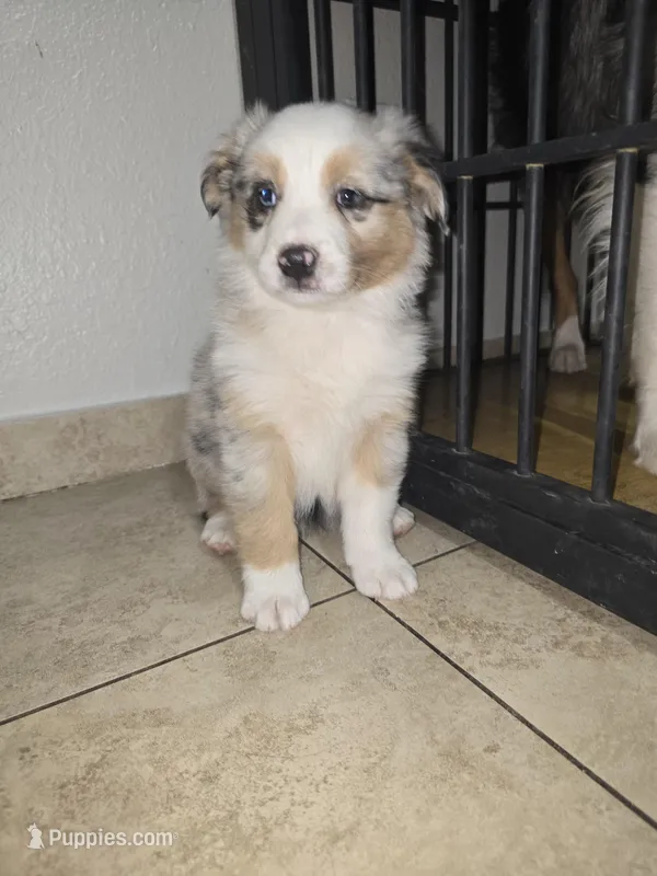 Layla – Australian Shepherd puppy for sale in Peoria, AZ