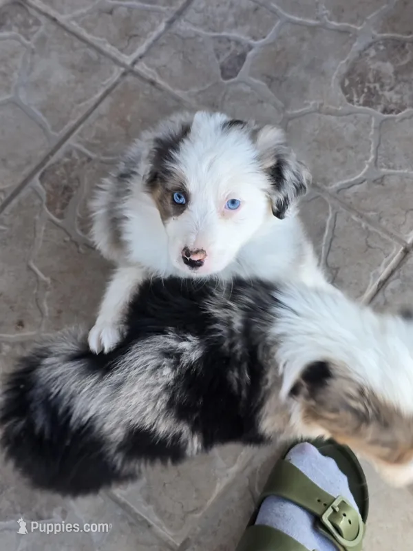 Layla – Australian Shepherd puppy for sale in Peoria, AZ